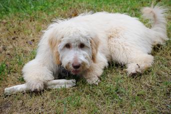 Archie_laying.jpeg