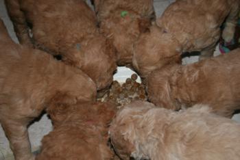 Eating_350x234.jpg