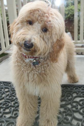 Lucy_standing.jpeg