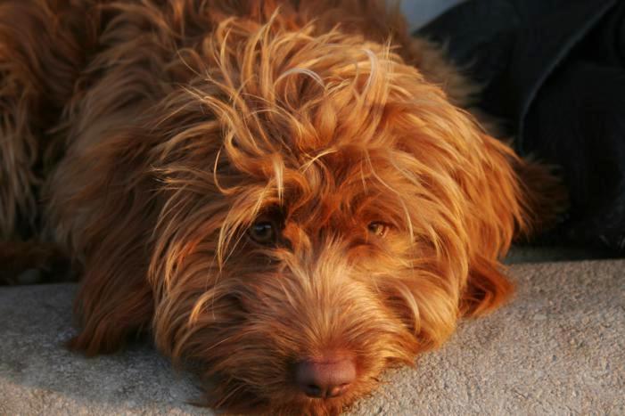 Puppy_party_069_701x467.jpg